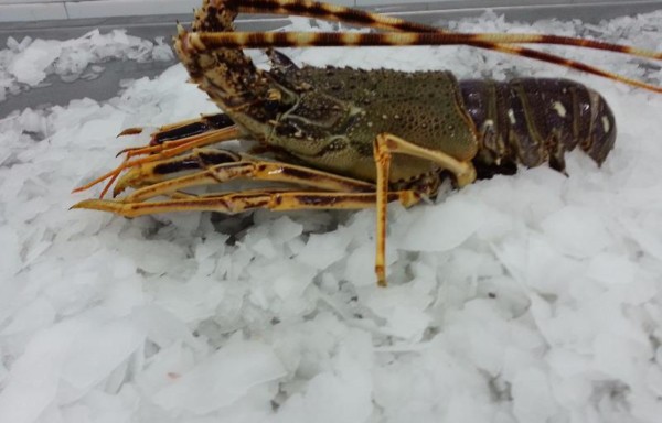 LOBSTER