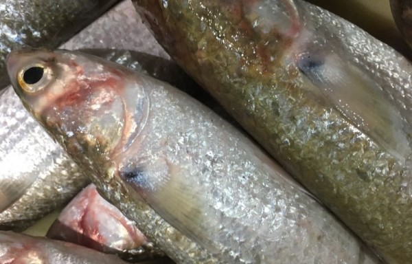 Grey Mullet