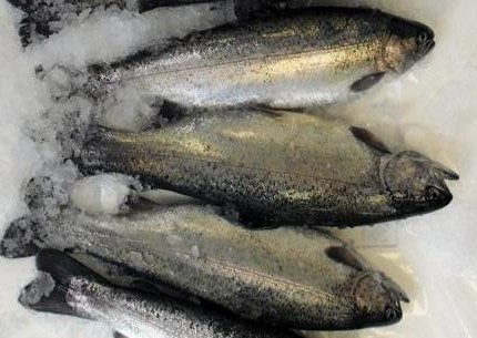 Trout