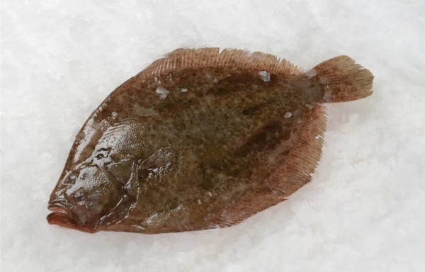 Turbot