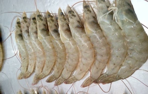 Vannamei shrimps