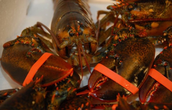 Canadian Homarus