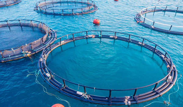 Farmed Fishs