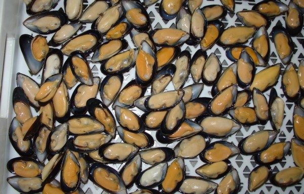 Half Shell Mussel