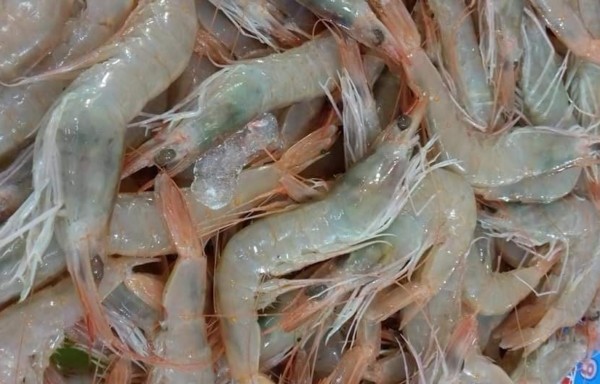 White Shrimps
